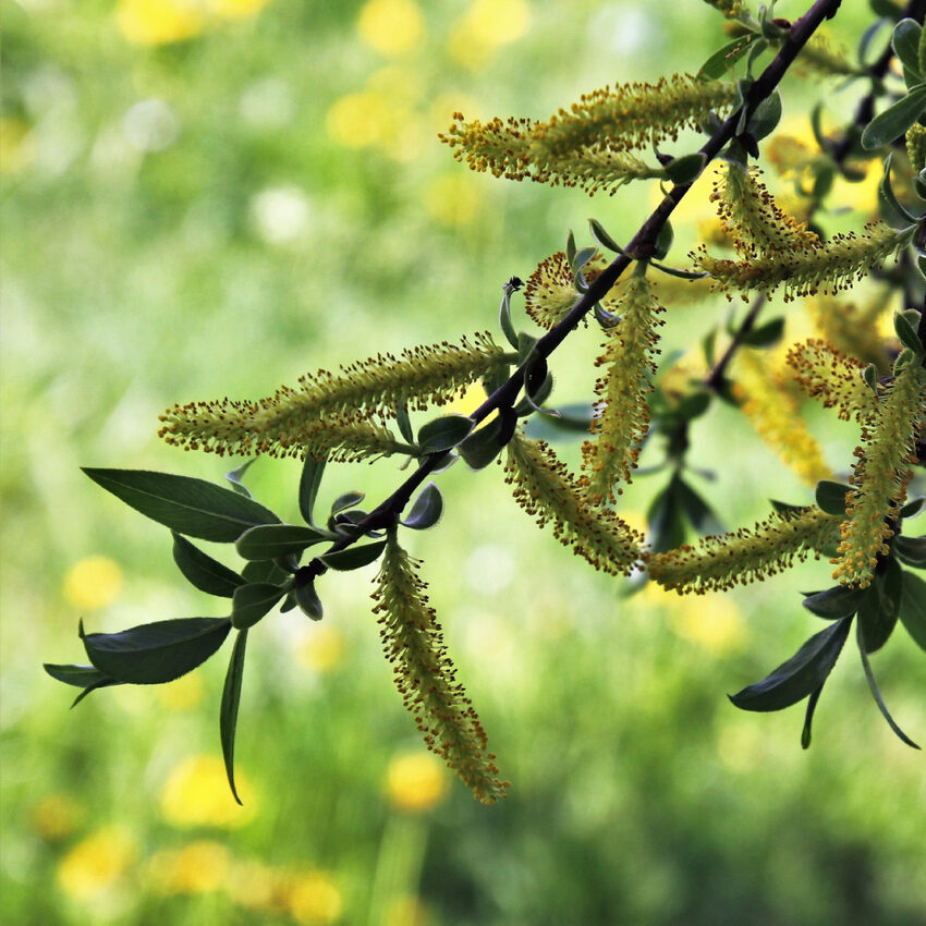 Zoom sur une branche de saule