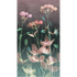 OMBELIA