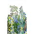 ACANTHE