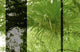 Papier peint panoramique XL Tropelia Vert feuille Satiné