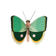 PAPILLON FOUGÈRE RAYÉ