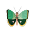 PAPILLON FOUGÈRE RAYÉ