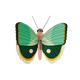 STUDIOROOF Kit Papillon fougère rayé Vert