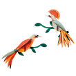 OISEAUX DU PARADIS