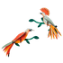 OISEAUX DU PARADIS