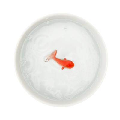 Accessoire animaux Bol poisson Blanc