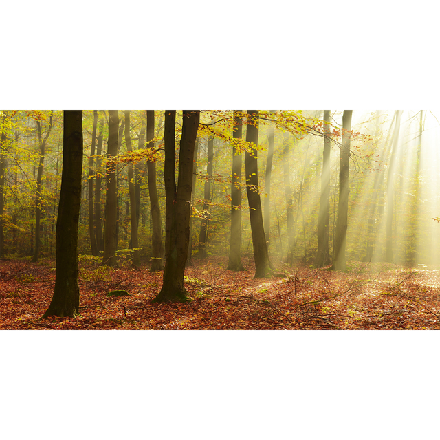 Papier peint panoramique XXL BASOA 500 x 250 cm