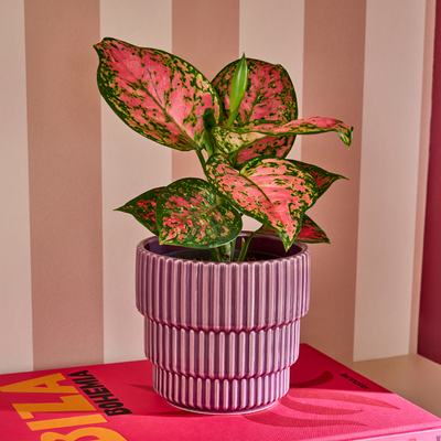 Cache-pot Cella Mauve