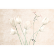 FIORI