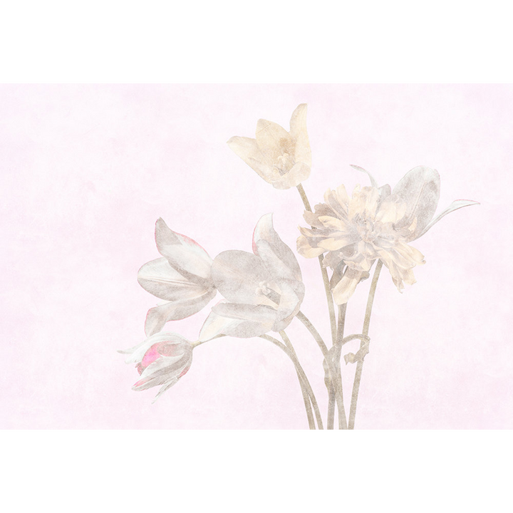 Papier peint panoramique XL Tulipani Rose diaphane Brillant