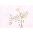 TULIPANI