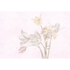 TULIPANI