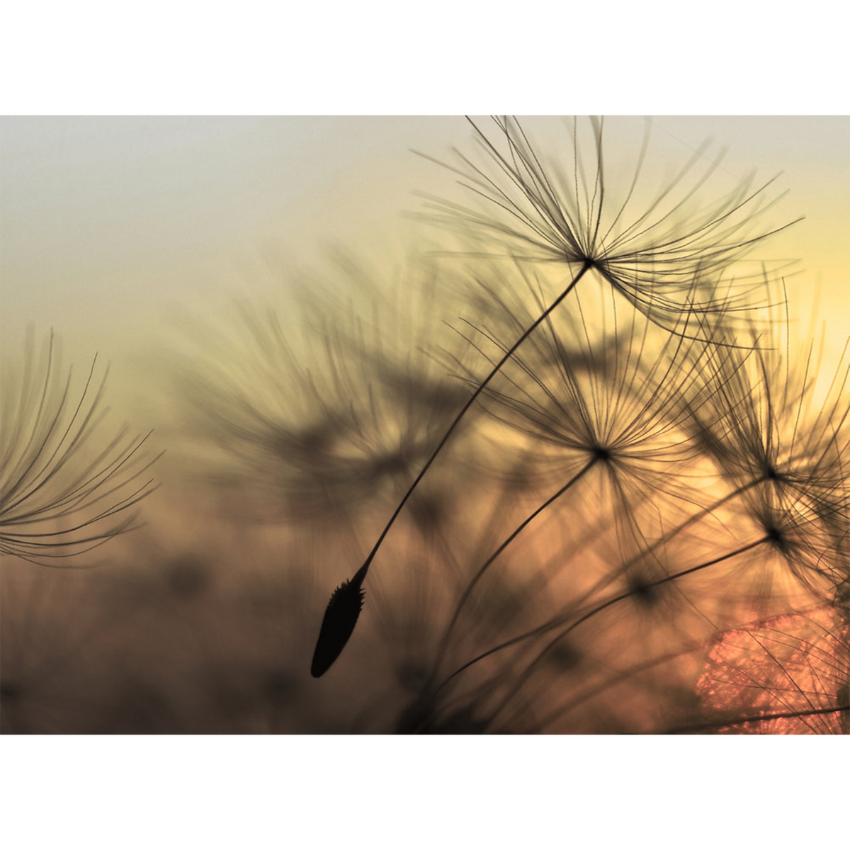 Papier peint panoramique XL Purity Été indien Mat