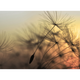 Papier peint panoramique XL Purity Été indien Mat