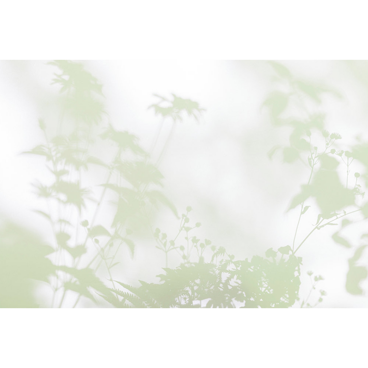 Papier peint panoramique XL Foglia Vert dilué Brillant