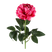PIVOINE ROSALINE
