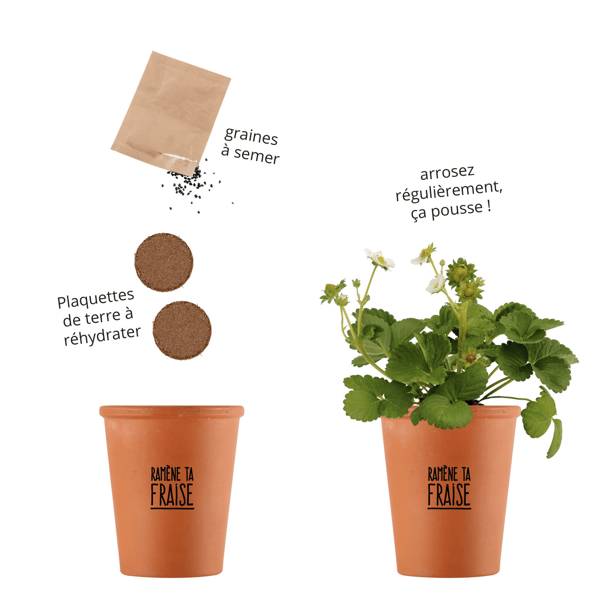 RADIS ET CAPUCINE Kit Ramene ta fraise Brun