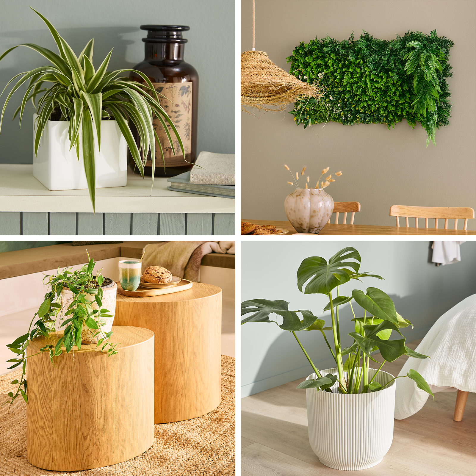 Montage de 4 images avec différentes plantes vertes en pot