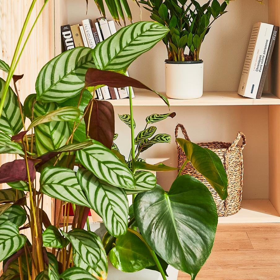 Zoom sur des calatheas dans un coin bibliothèque