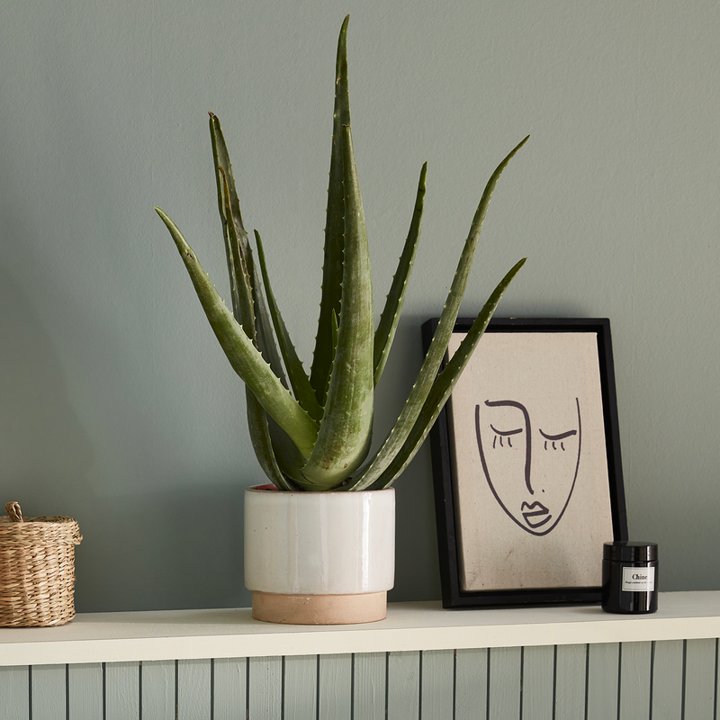 Aloe vera dans un cache-pot devant mur vert sauge
