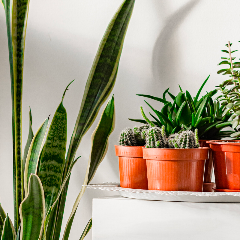 Cactus et plantes grasses en pot