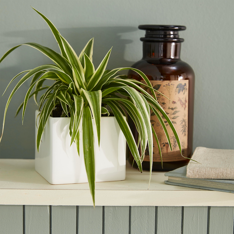 Plante verte dans un cache-pot