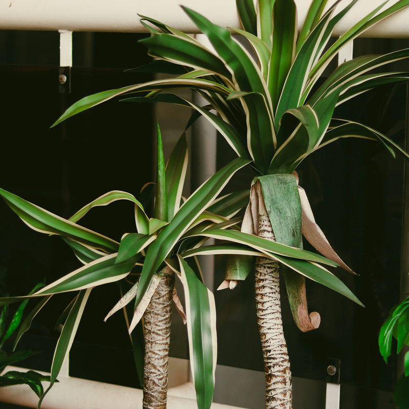 Plante Dracaena marginata