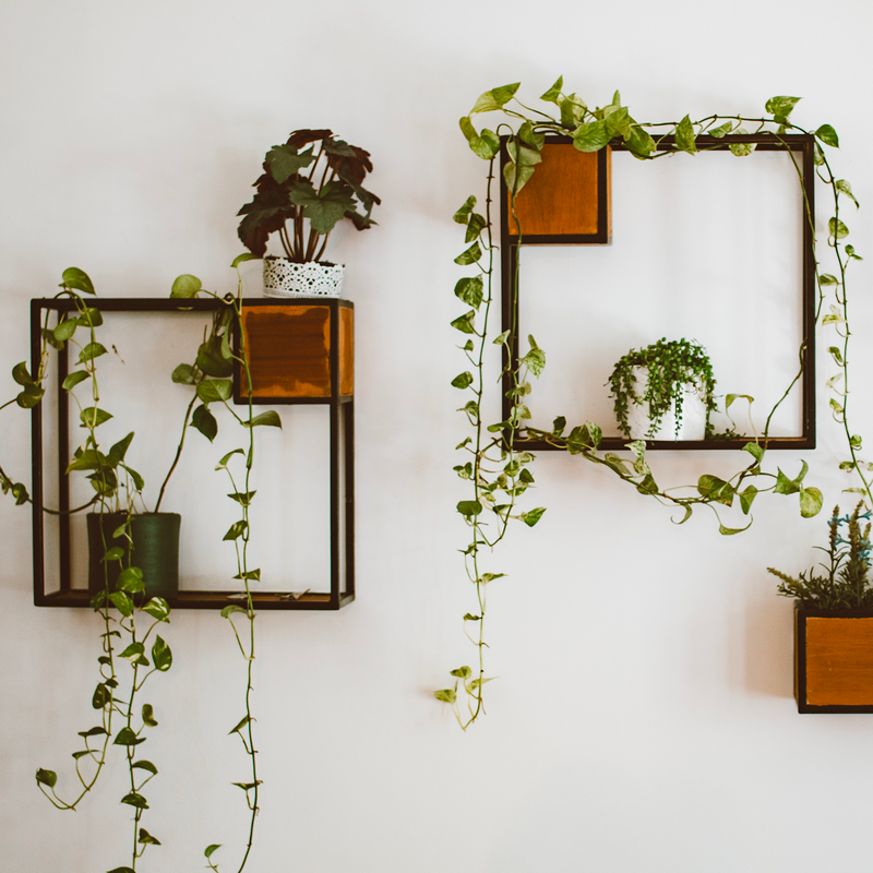 Plante lierre grimpant sur étagère