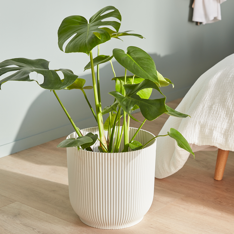 Grande plante Monstera en pot