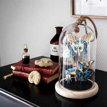 Papillons sous cloche façon cabinet de curiosités