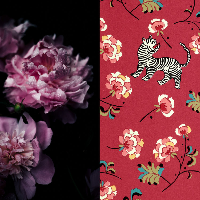 Les pivoines de l'intissé Sichuan