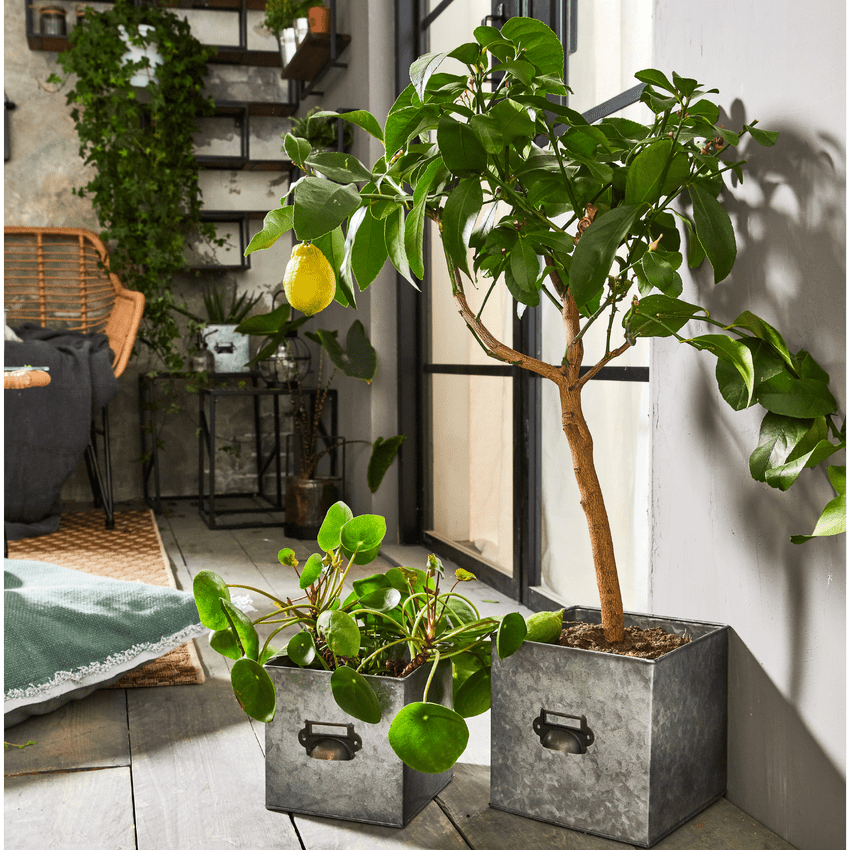 Coin plantes sur le balcon