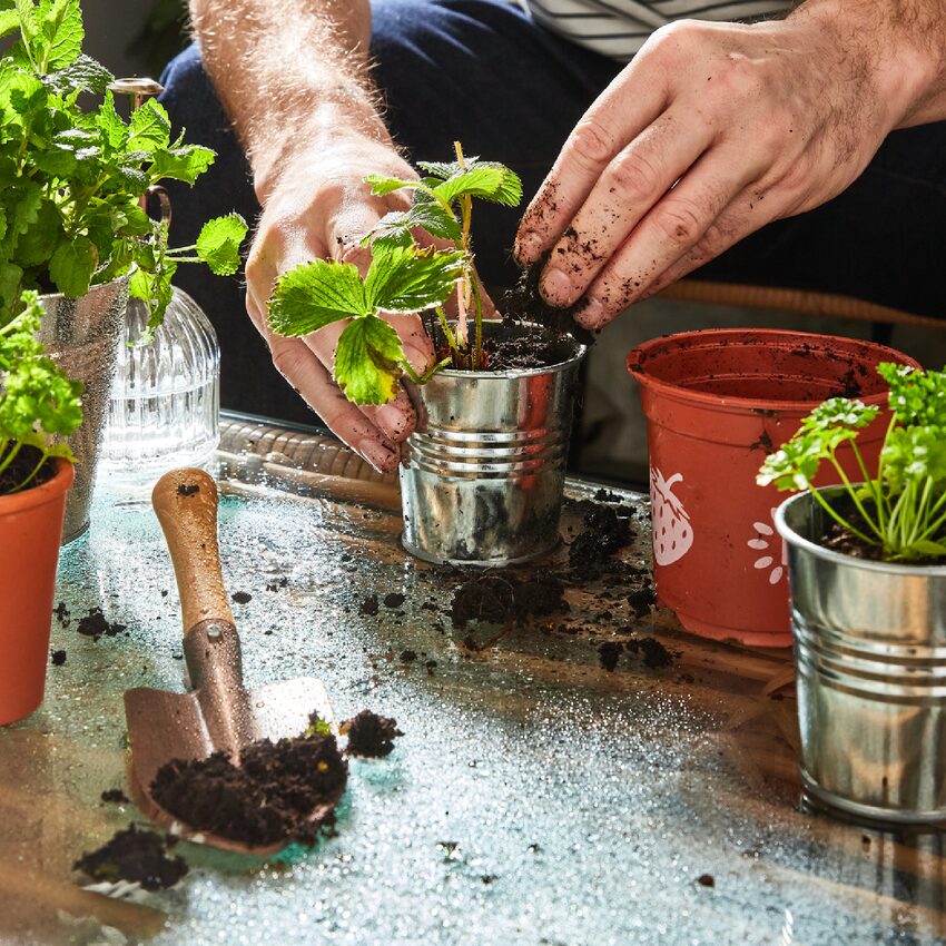 Petit pot à planter pour potager