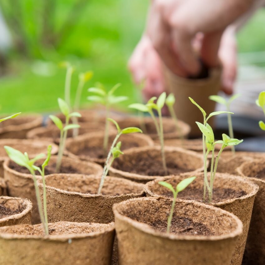 Semis pour le potager sur son balcon