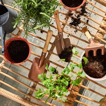 Comment créer un potager sur son balcon ? 