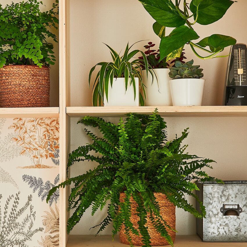 Les bienfaits des plantes dans un bureau