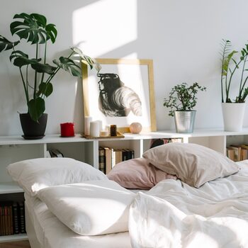 3 raisons d'adopter les plantes vertes dans la chambre