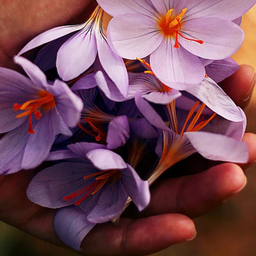 Fleurs de crocurs