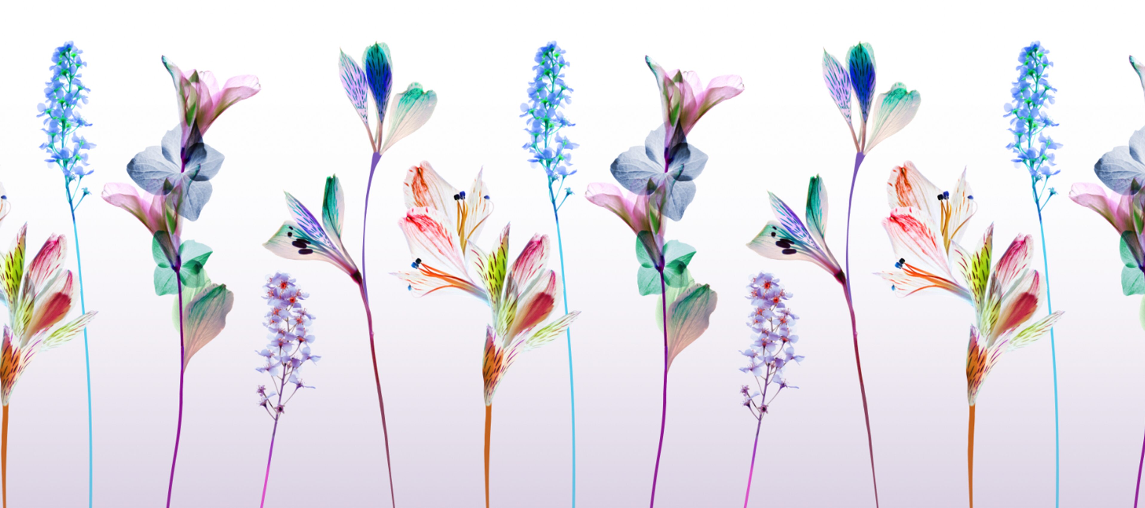 décor virtuel nature fantastique fuchsia et cyan