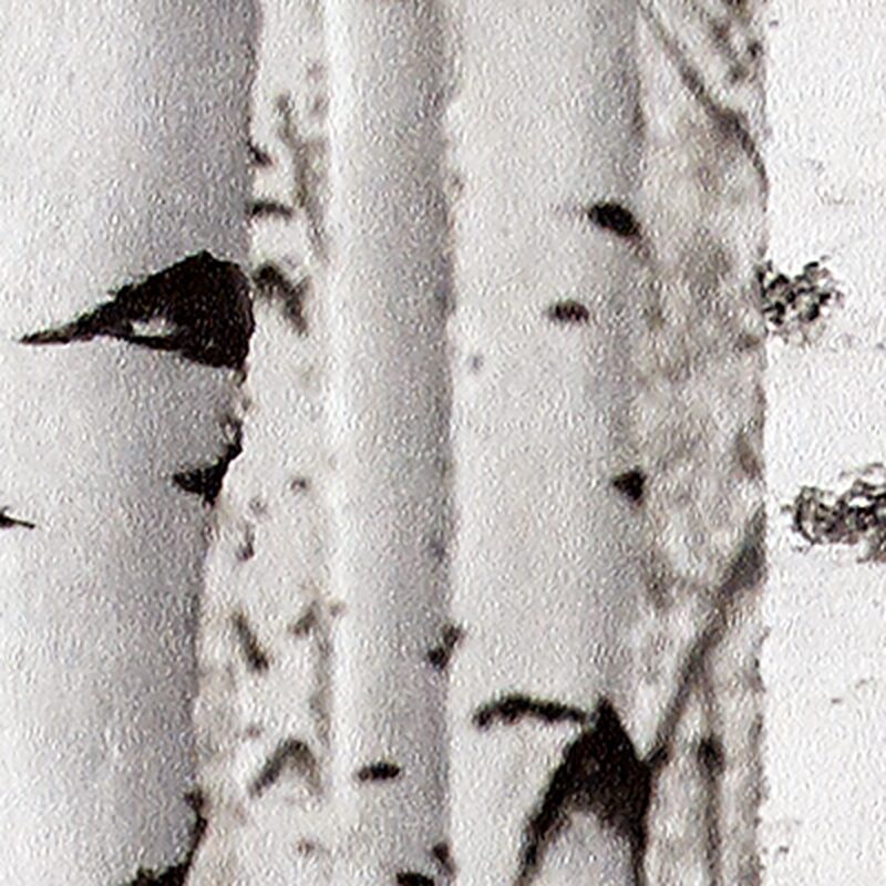 Papier peint FORÊT DE BOULEAUX coloris gris perle