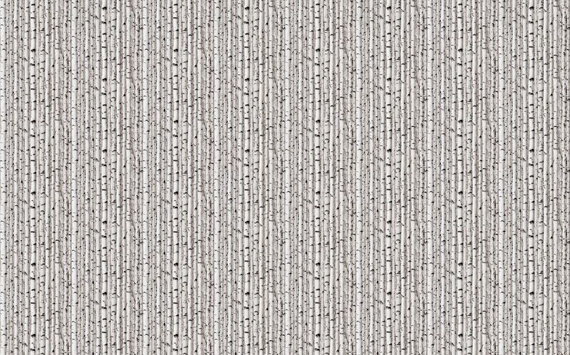 Papier peint FORÊT DE BOULEAUX coloris gris perle