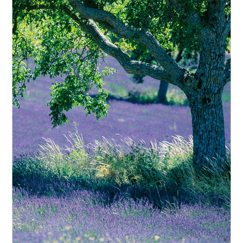 Papier peint panoramique L PROVENCIA 232,5 x 260 cm