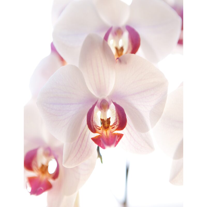 Papier peint panoramique L ORCHID FLOWERS 200 x 260 cm