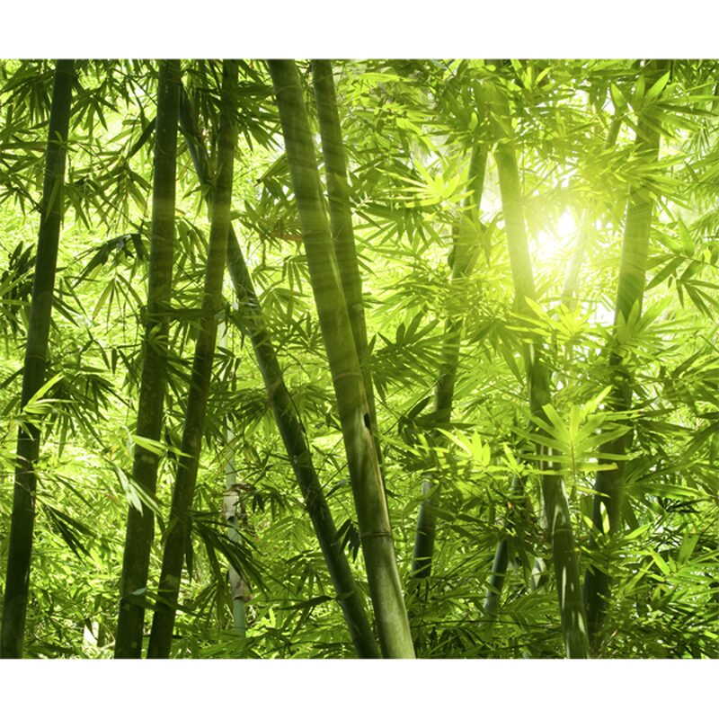 Papier peint panoramique XL BAMBOO FOREST 300 x 250 cm