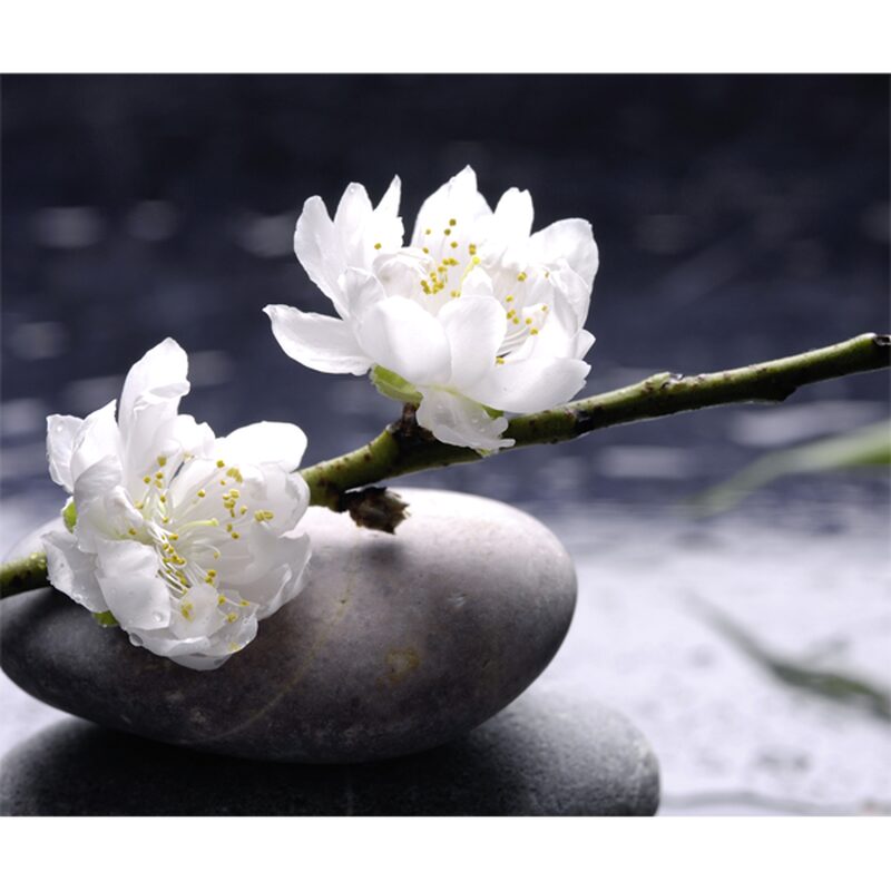 Papier peint panoramique XL WHITE FLOWERS ON STONE 300 x 250 cm