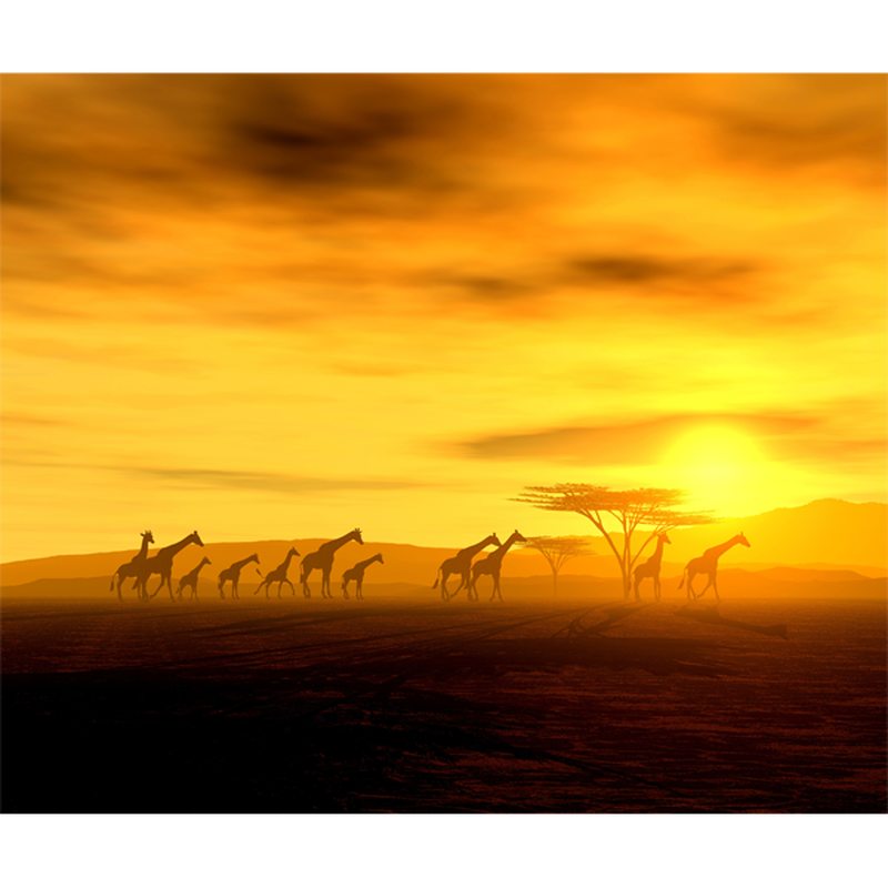 Papier peint panoramique XL GIRAFFE IN SAVANNAH 300 x 250 cm