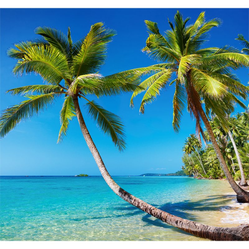 Poster extra large TAHITI 300 x 280 cm