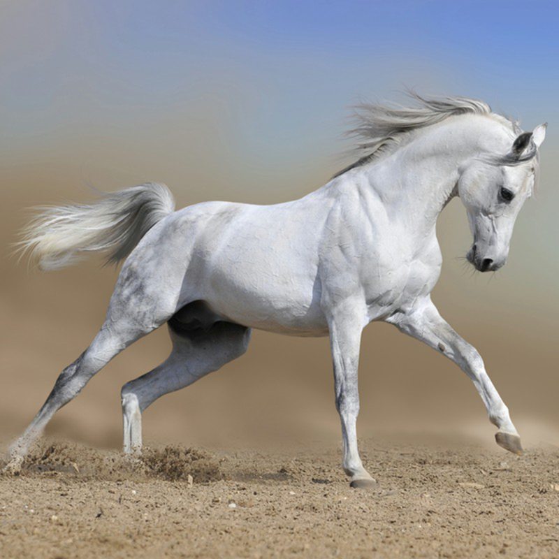 Papier peint panoramique XL CHEVAL BLANC 250 x 250 cm