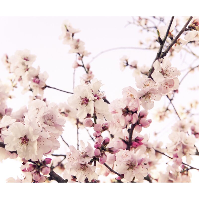 Papier peint panoramique XL CHERRY BLOSSOM 300 x 250 cm