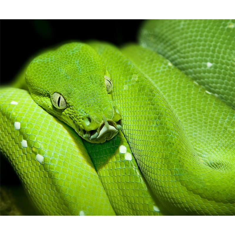 Papier peint panoramique XL GREEN SNAKE 300 x 250 cm
